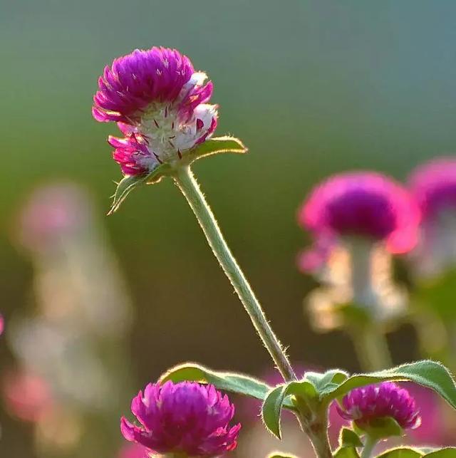 千日红（千日红花期，美花千日红，美到让人受不了（千日红花别样红）