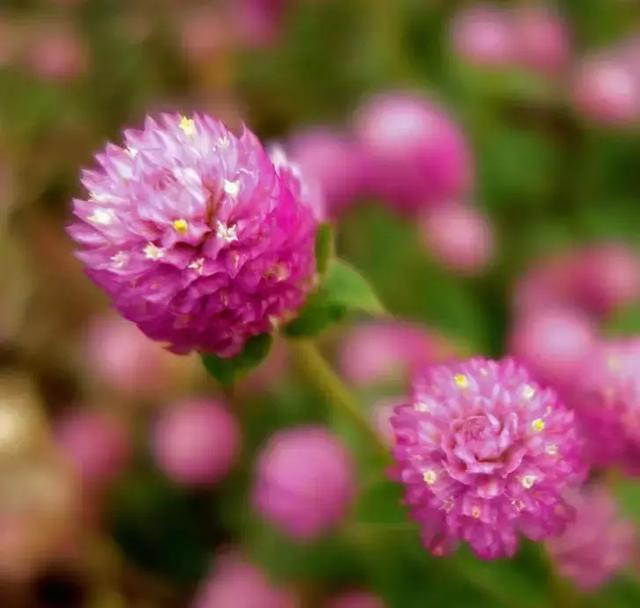 千日红（千日红花期，美花千日红，美到让人受不了（千日红花别样红）