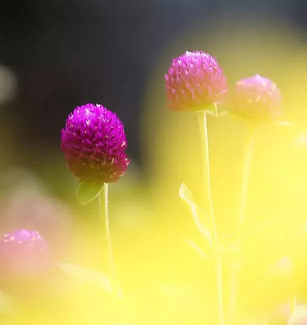 千日红（千日红花期，美花千日红，美到让人受不了（千日红花别样红）