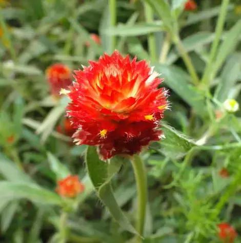 千日红（千日红花期，美花千日红，美到让人受不了（千日红花别样红）