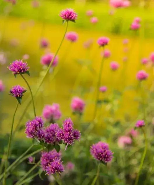 千日红（千日红花期，美花千日红，美到让人受不了（千日红花别样红）