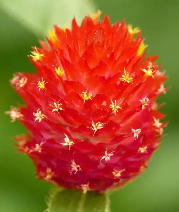 千日红（千日红花期，美花千日红，美到让人受不了（千日红花别样红）