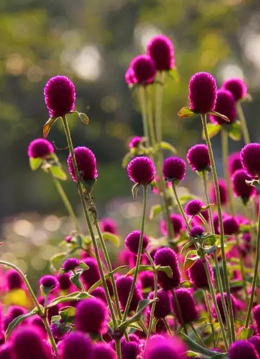 千日红（千日红花期，美花千日红，美到让人受不了（千日红花别样红）