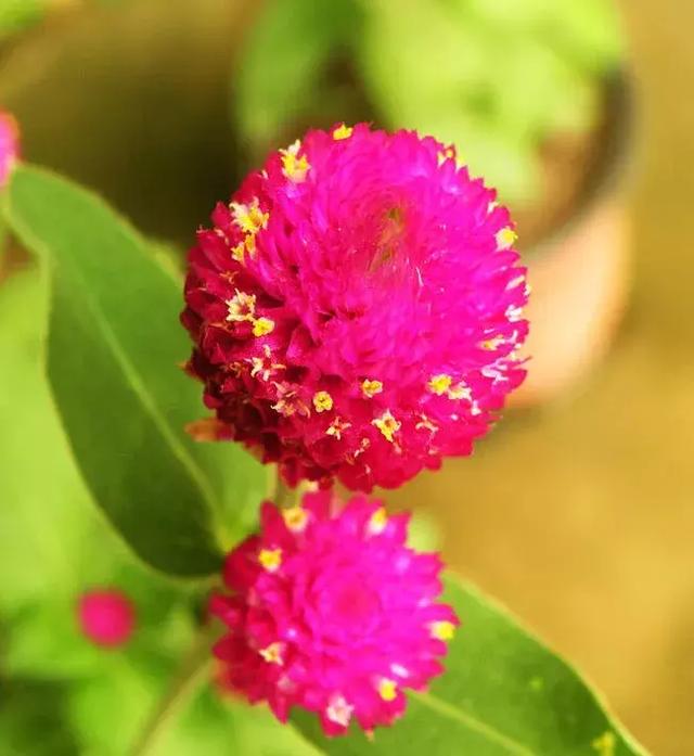 千日红（千日红花期，美花千日红，美到让人受不了（千日红花别样红）