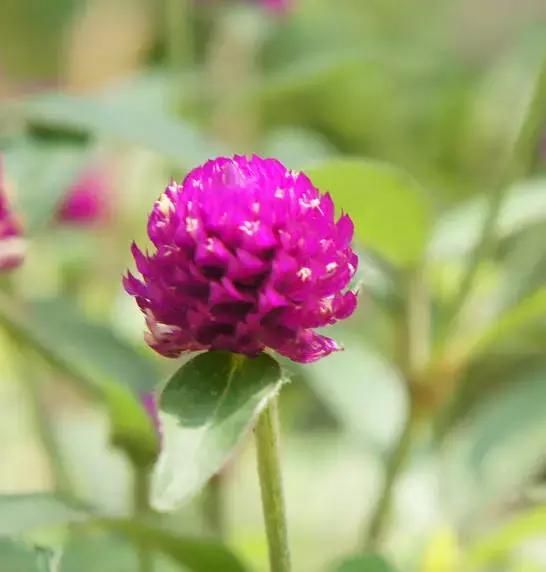 千日红（千日红花期，美花千日红，美到让人受不了（千日红花别样红）