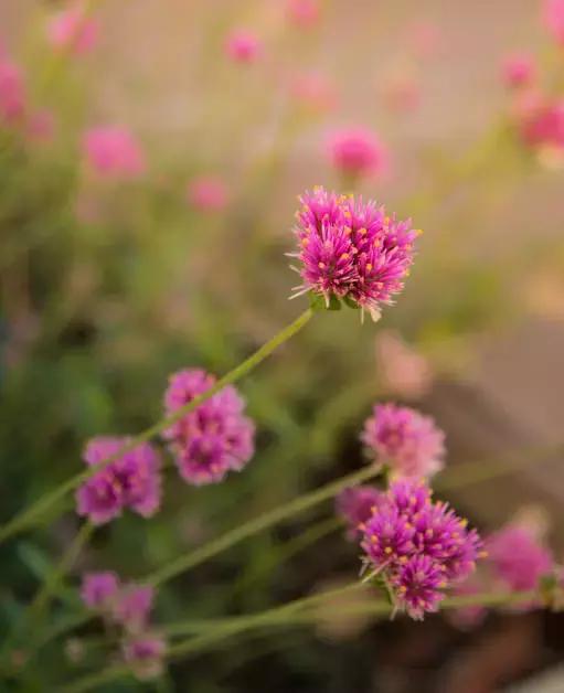 千日红（千日红花期，美花千日红，美到让人受不了（千日红花别样红）