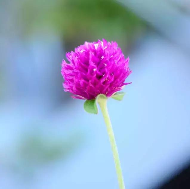 千日红（千日红花期，美花千日红，美到让人受不了（千日红花别样红）