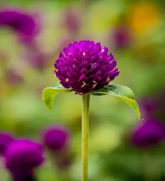 千日红（千日红花期，美花千日红，美到让人受不了（千日红花别样红）