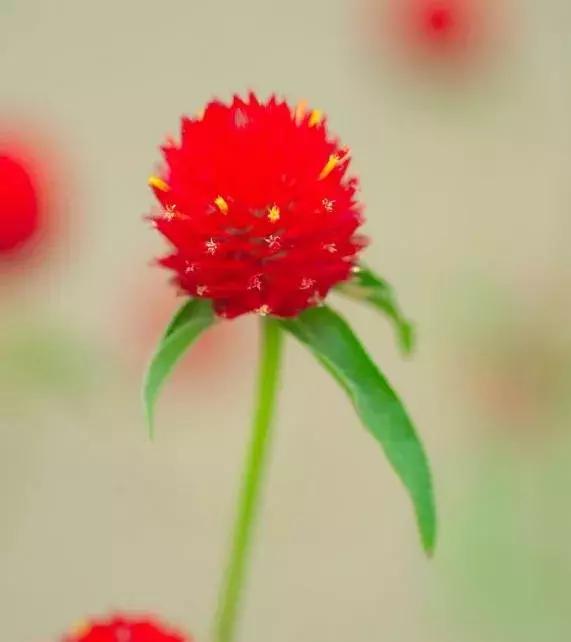 千日红（千日红花期，美花千日红，美到让人受不了（千日红花别样红）