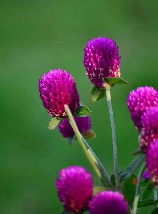 千日红（千日红花期，美花千日红，美到让人受不了（千日红花别样红）