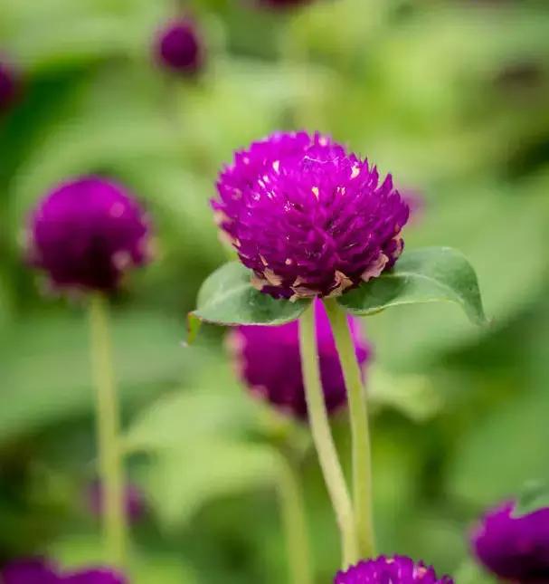 千日红（千日红花期，美花千日红，美到让人受不了（千日红花别样红）