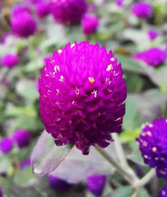 千日红（千日红花期，美花千日红，美到让人受不了（千日红花别样红）