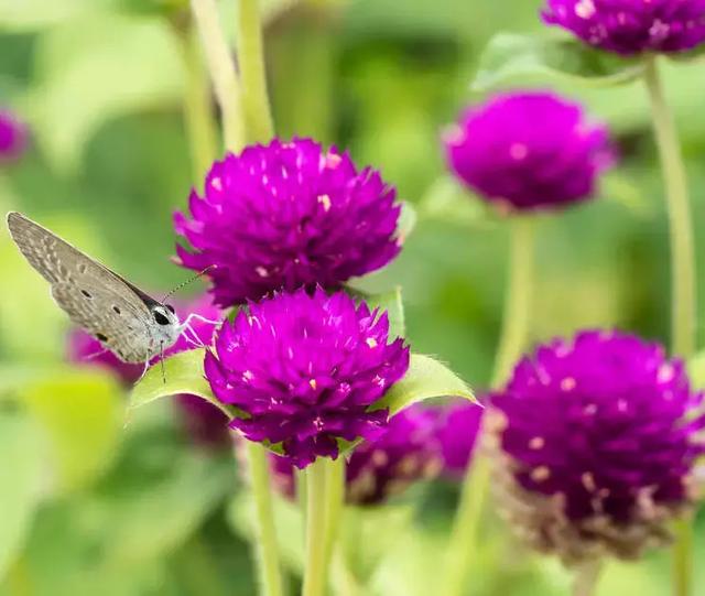 千日红（千日红花期，美花千日红，美到让人受不了（千日红花别样红）