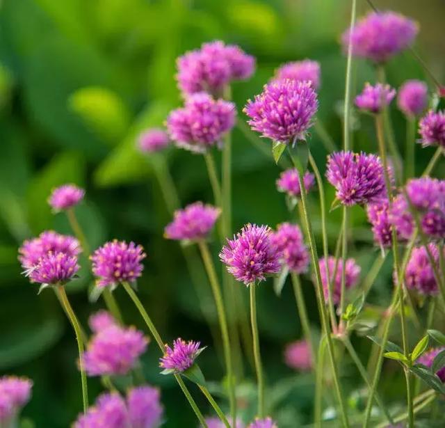 千日红（千日红花期，美花千日红，美到让人受不了（千日红花别样红）