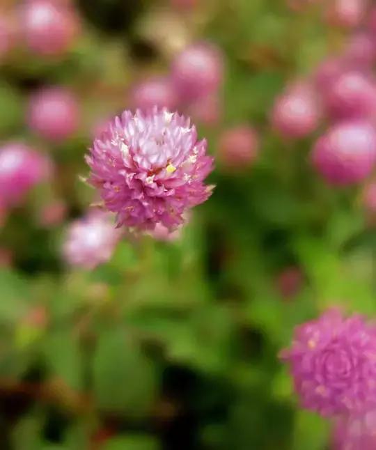 千日红（千日红花期，美花千日红，美到让人受不了（千日红花别样红）