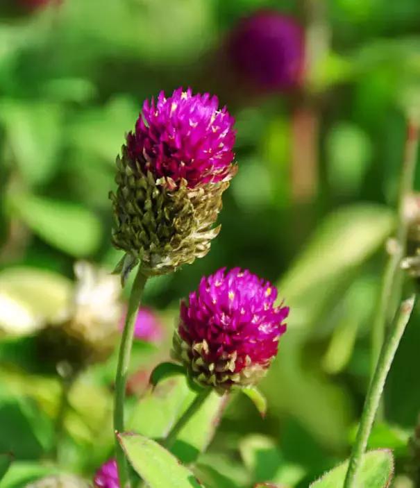 千日红（千日红花期，美花千日红，美到让人受不了（千日红花别样红）
