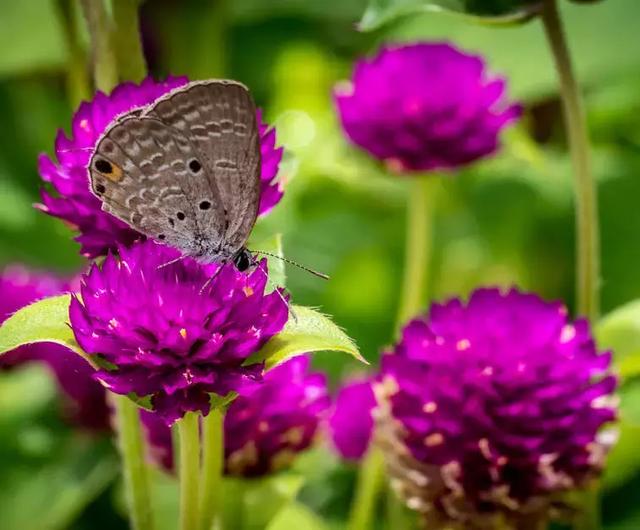 千日红（千日红花期，美花千日红，美到让人受不了（千日红花别样红）