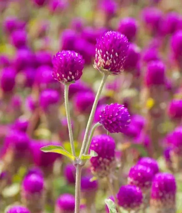 千日红（千日红花期，美花千日红，美到让人受不了（千日红花别样红）