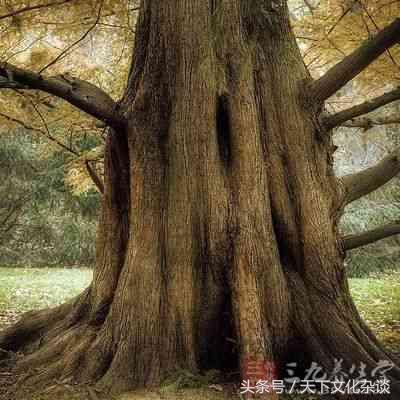 康乃馨的风水禁忌，办公室植物风水禁忌（植物的摆放禁忌——这些植物放家里很不吉利）