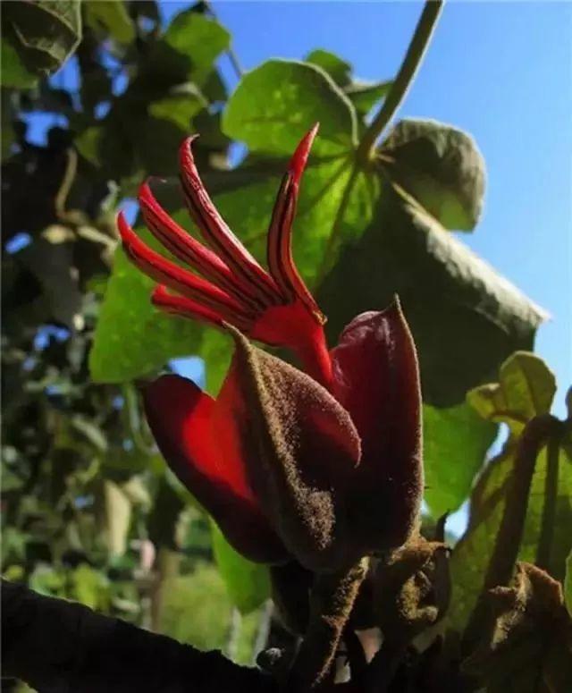 世界上最诡异漂亮的花，世界上诡异漂亮的花（连名字都是那么诡异）