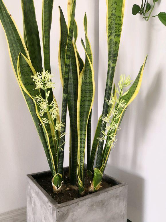 吸毒草烂根怎么办，草烂根了怎么处理（家里放这几盆花）