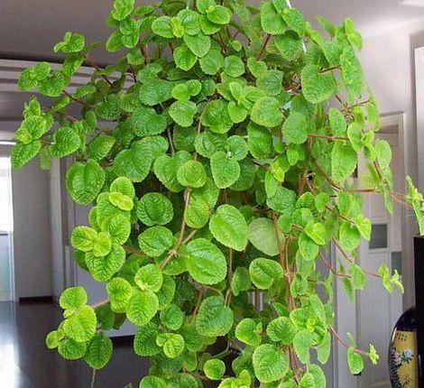 吸毒草烂根怎么办，草烂根了怎么处理（家里放这几盆花）