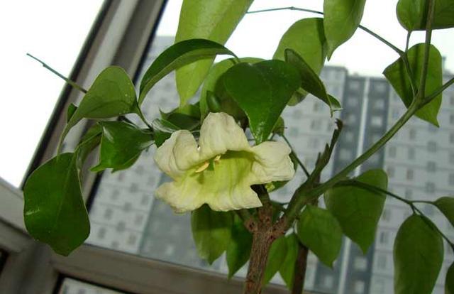 幸福树，年年开花好兆头（幸福树叶子卷曲下垂）