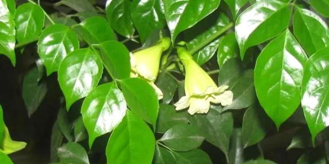 幸福树，年年开花好兆头（幸福树叶子卷曲下垂）