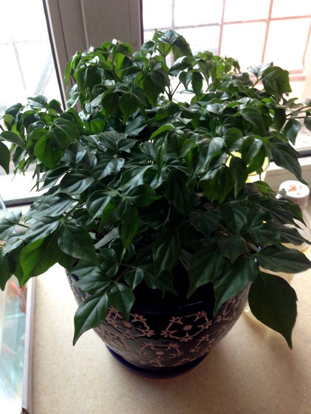 幸福树，年年开花好兆头（幸福树叶子卷曲下垂）