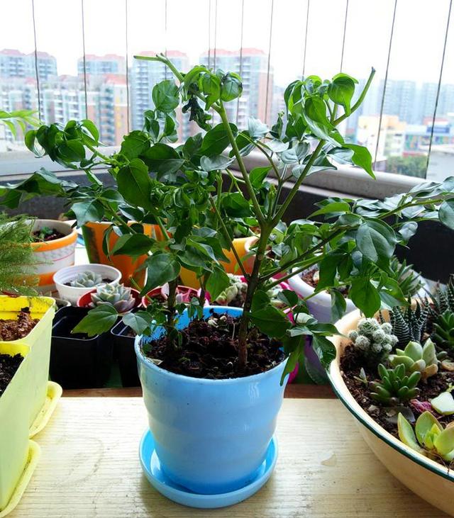 幸福树，年年开花好兆头（幸福树叶子卷曲下垂）