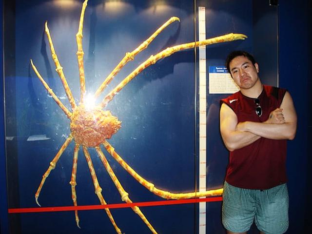 世界上最大的螃蟹，什么螃蟹是世界上最大的螃蟹（身长4米可以活100多年）