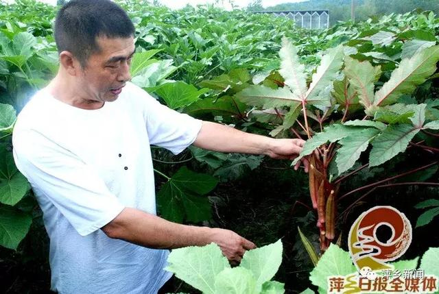 秋葵是什么，萍乡培育出多色“洋辣椒”（秋葵是什么季节的蔬菜）