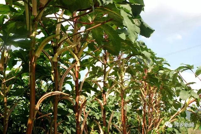 秋葵是什么，萍乡培育出多色“洋辣椒”（秋葵是什么季节的蔬菜）