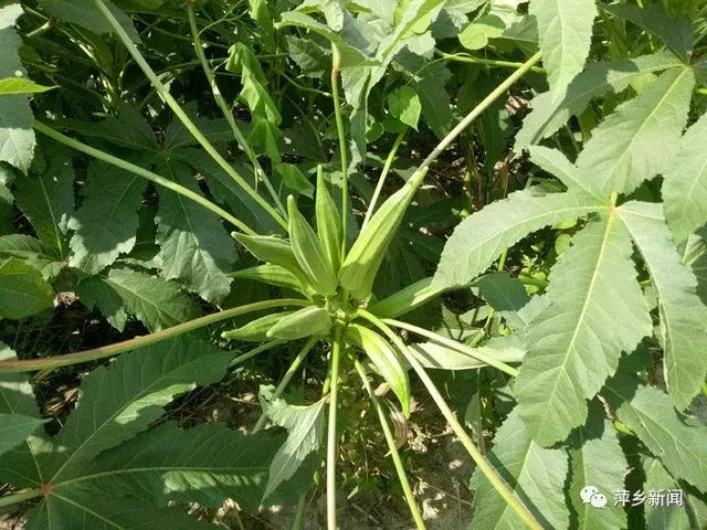 秋葵是什么，萍乡培育出多色“洋辣椒”（秋葵是什么季节的蔬菜）