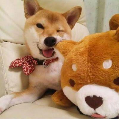 超可爱的动物情头，微信头像，超可爱的动物情头（超可爱好看的情侣动物头像一人一张）