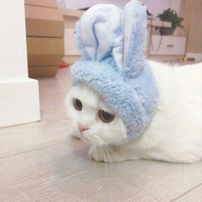 超可爱的动物情头，微信头像，超可爱的动物情头（超可爱好看的情侣动物头像一人一张）