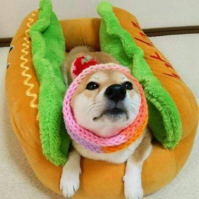 超可爱的动物情头，微信头像，超可爱的动物情头（超可爱好看的情侣动物头像一人一张）