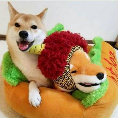 超可爱的动物情头，微信头像，超可爱的动物情头（超可爱好看的情侣动物头像一人一张）