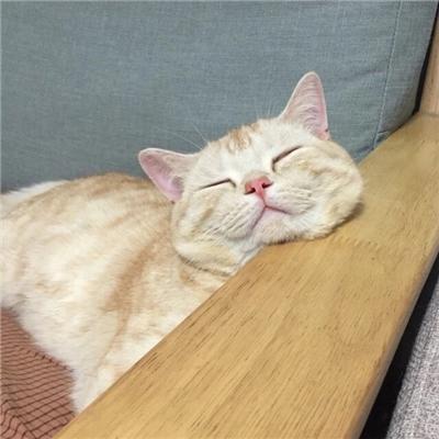 qq群头像怎么设置，QQ群怎么编辑修改群头像（可爱搞怪的动物头像QQ群头像大全）