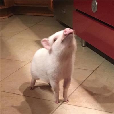 qq群头像怎么设置，QQ群怎么编辑修改群头像（可爱搞怪的动物头像QQ群头像大全）