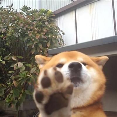 qq群头像怎么设置，QQ群怎么编辑修改群头像（可爱搞怪的动物头像QQ群头像大全）