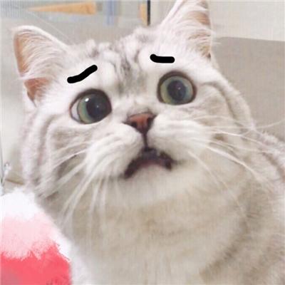 qq群头像怎么设置，QQ群怎么编辑修改群头像（可爱搞怪的动物头像QQ群头像大全）