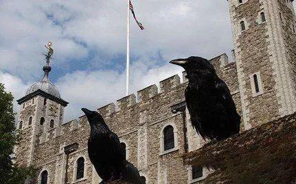 英国的国宝用英语怎么说，英国的国宝叫什么名字（英国趣味小知识<三>）