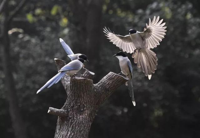 英国的国宝用英语怎么说，英国的国宝叫什么名字（英国趣味小知识<三>）