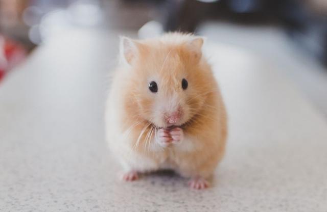 仓鼠为什么咬笼子，为什么我家的仓鼠总是咬笼子（那是仓鼠啃笼子磨掉的）