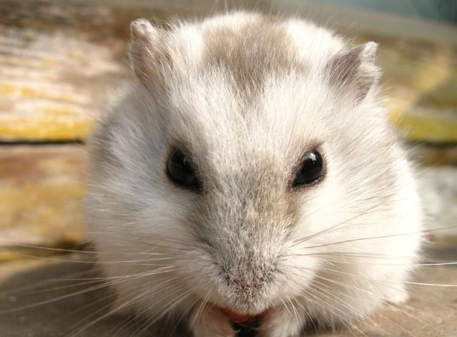 仓鼠为什么咬笼子，为什么我家的仓鼠总是咬笼子（那是仓鼠啃笼子磨掉的）