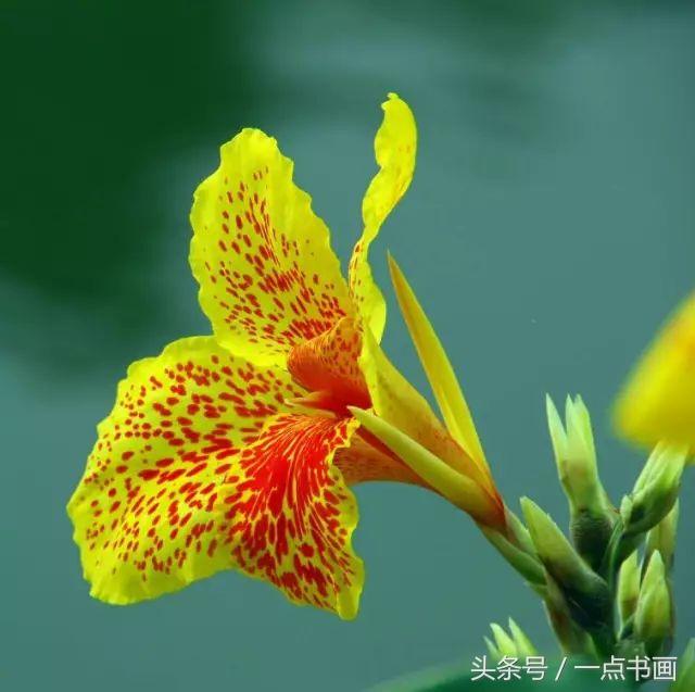 美人蕉花的寓意，美人蕉花的寓意是什么（美人蕉写意画法）