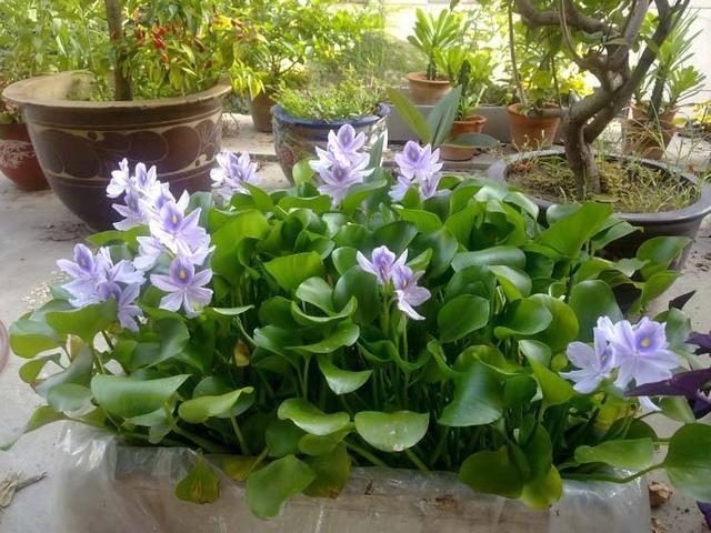 鸡冠花什么时候开，鸡冠花是什么时候季节开的（这“8种”花）