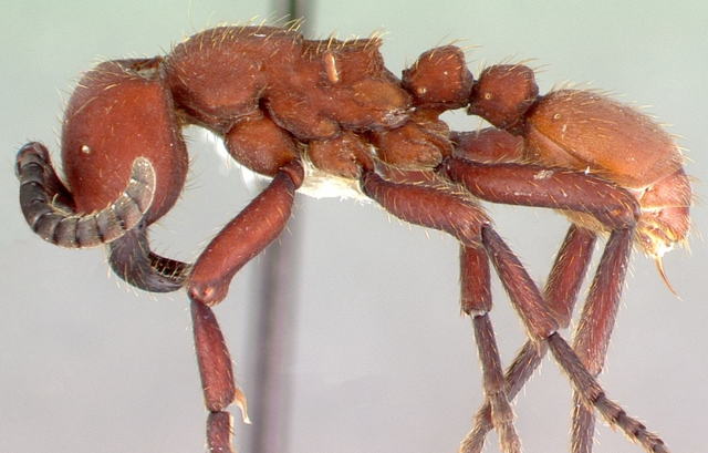 数量众多的行军蚁可以杀死大型动物吗，行军蚁是什么动物（拥有大型工蚁的阿塔切叶蚁）