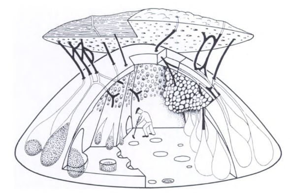 数量众多的行军蚁可以杀死大型动物吗，行军蚁是什么动物（拥有大型工蚁的阿塔切叶蚁）